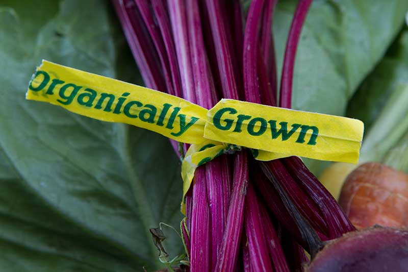 Close-up of dark pink vegetable stalks tied with a yellow "Organically Grown" label, large green leaves in background.