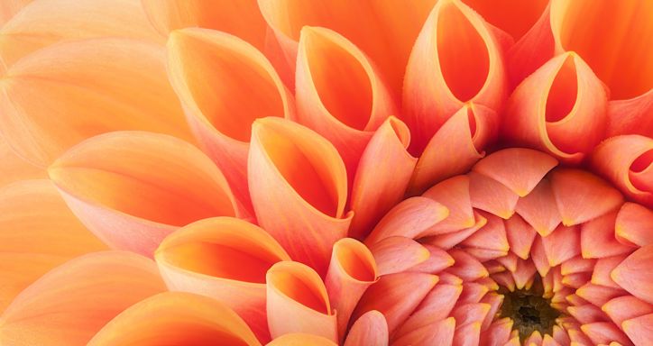 Orange flower petals, close up and macro of chrysanthemum