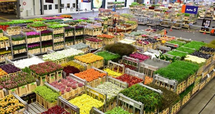Carts of various variety of flowers