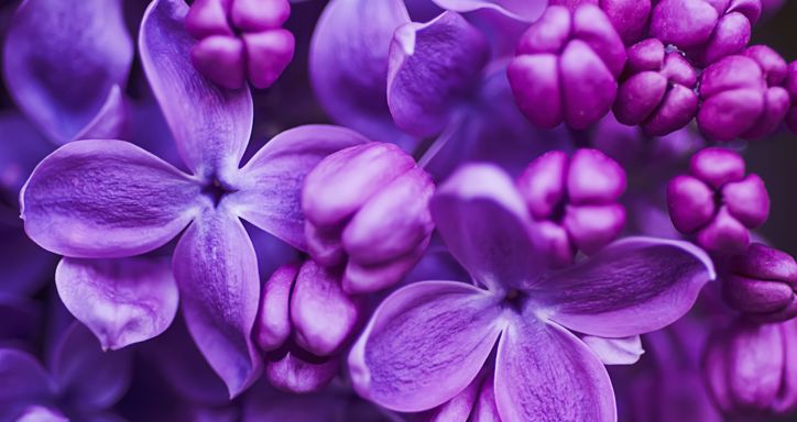 Spring lilac violet flowers