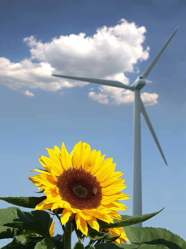 Sunflower with a bee in front of a wind turbine under a blue sky with clouds.