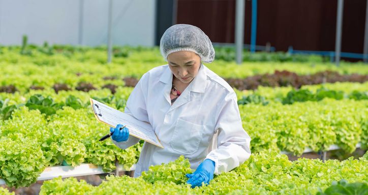 Food safety specialist dressed in safety cloths examines leafy greens.