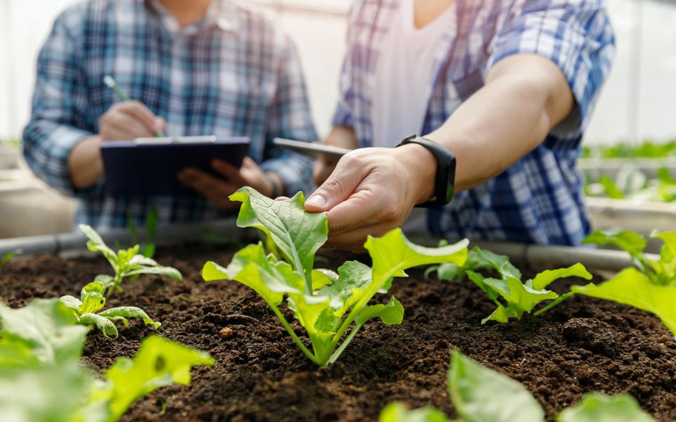 Two men inspecting leafy greens with check list and iPad. 