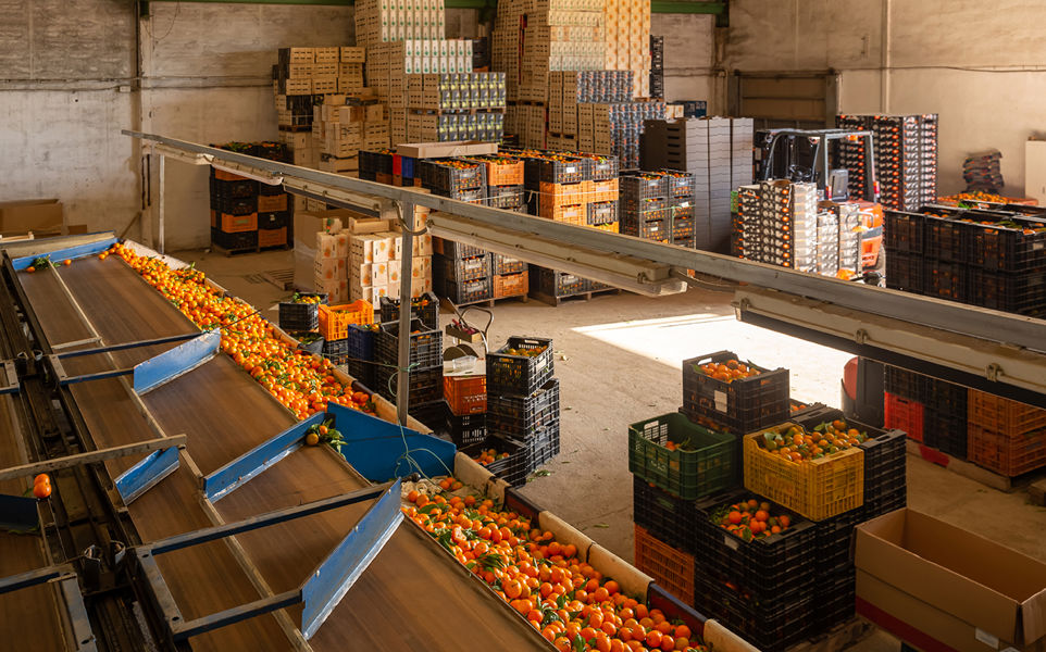 oranges being processed in facility