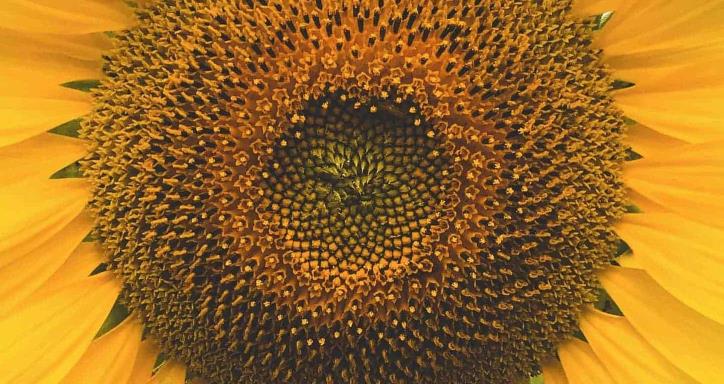 Close up of a single large sunflower in a field of sunflowers with a bright blue sky.