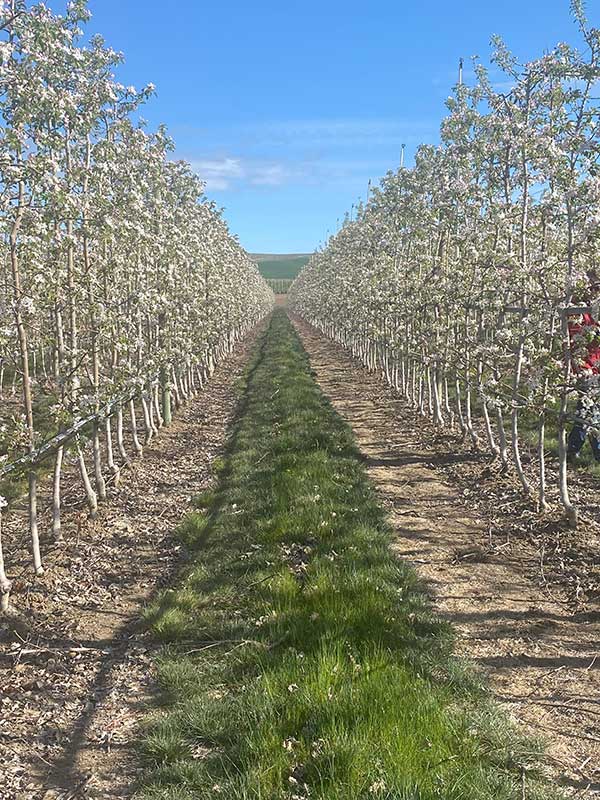 A symmetrical view of an orchard with rows of flowering trees under a blue sky.