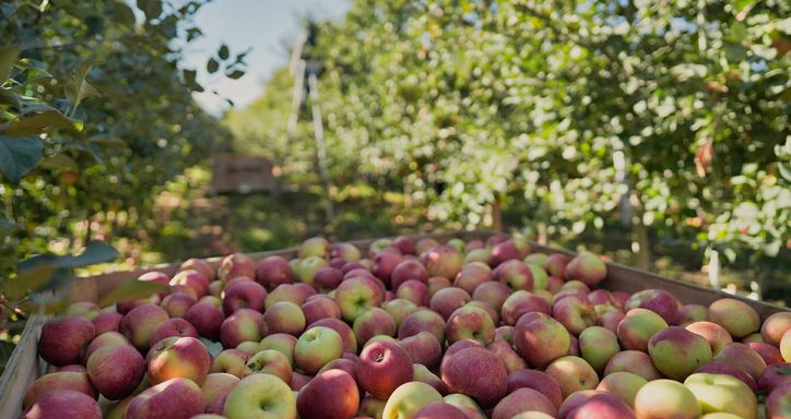 Crate of ripe apples in an orchard with apple trees in the background.