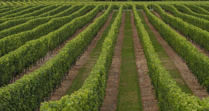 Rows of green grapevines in a vineyard.