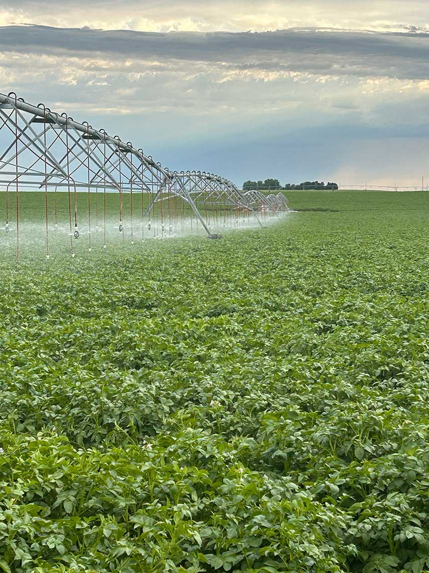An agricultural field with green plants and an overhead irrigation system watering the crops under a cloudy sky.