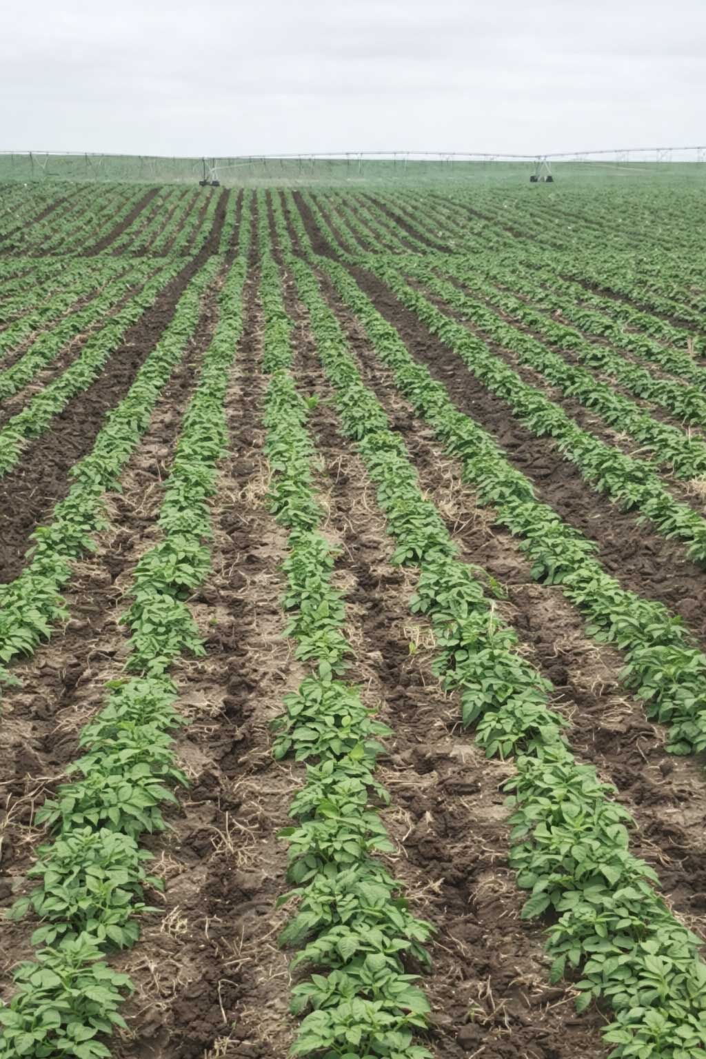 Rows of green plants in a large farm field under an overcast sky.