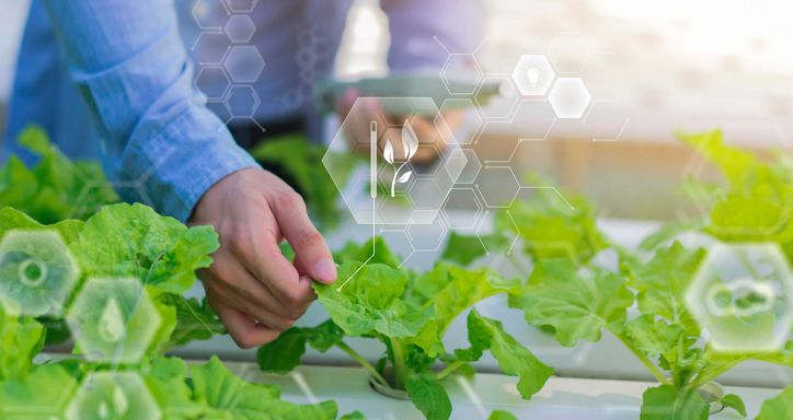 Farmer using thermometer technology maintaining agriculture growth farming greenhouse plants