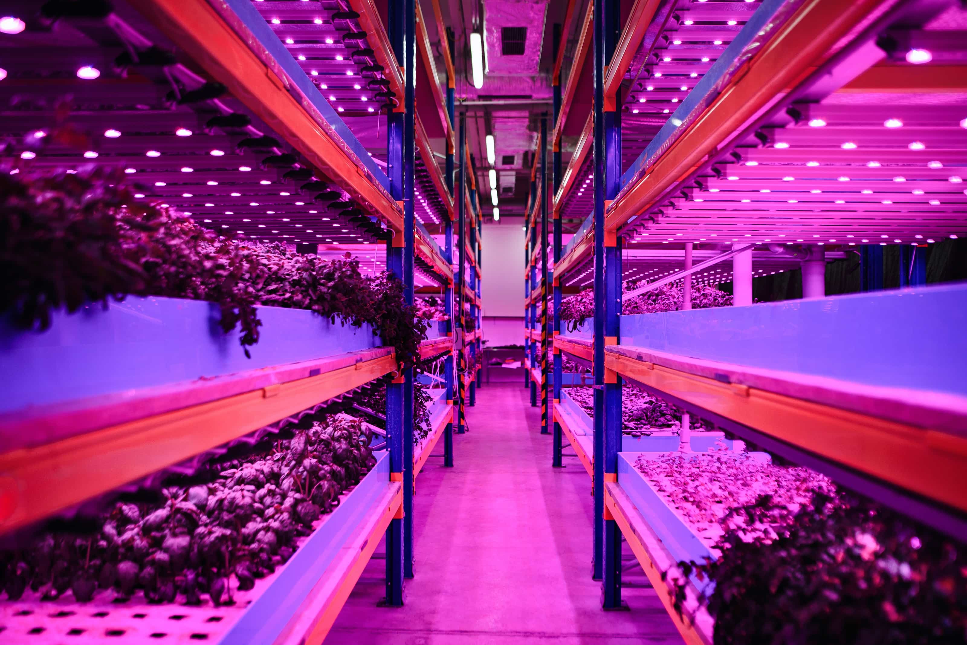 CMS ALT TEXT Aquaponic farm, sustainable business and artificial lighting