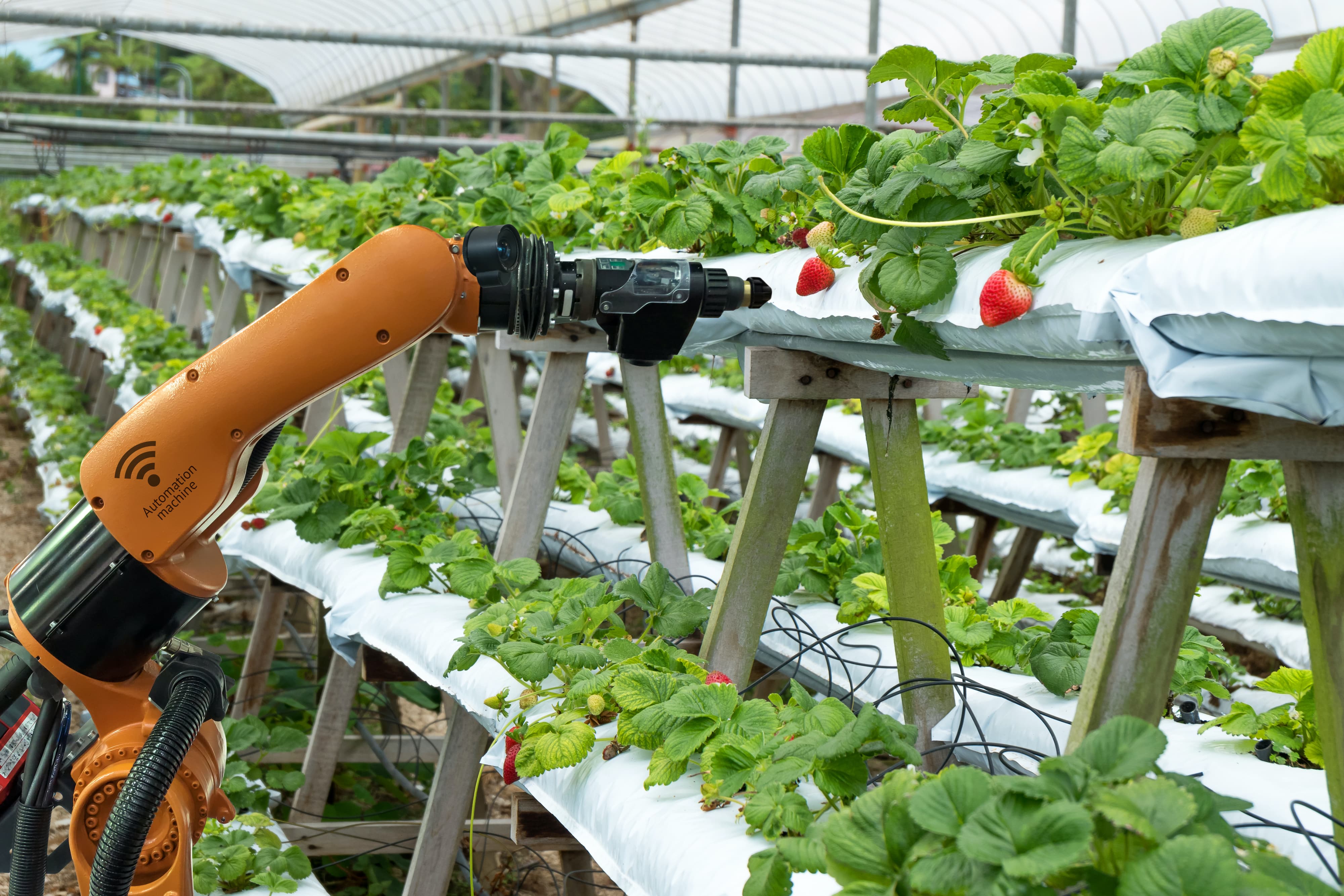 Fresh Produce Technologies